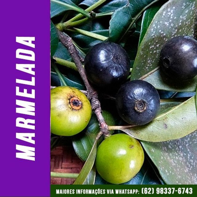 Mudas de Marmelada