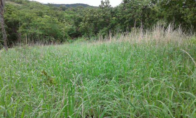 Vendo fazenda em Santa Rita FA - Foto 5