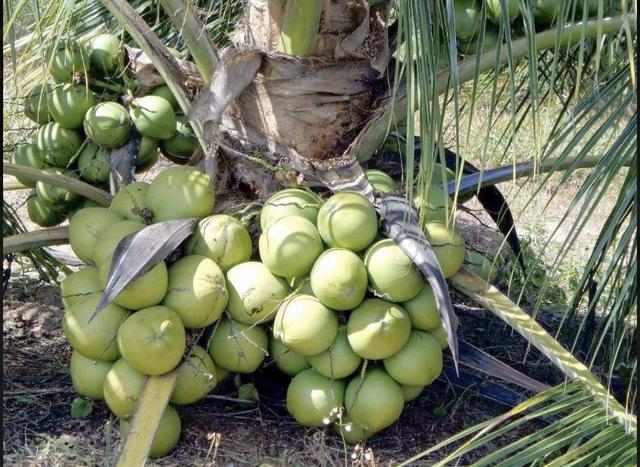 VENDO Mudas de Coco Formadas Anão - Foto 5
