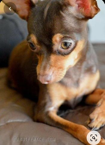 Quem mim faz uma Doação de um Pinscher