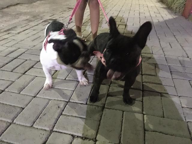 Vendo buldogue francês fêmea. - Foto 3