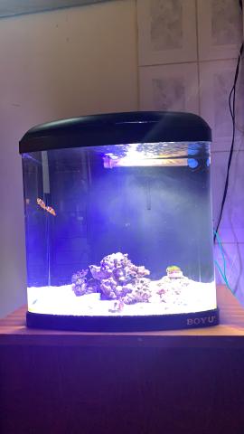 Aquário Marinho 80 Litros Completo - Foto 2