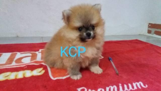 Filhote spitz alemão anão lulu da pomerânia criação profissional - Foto 2