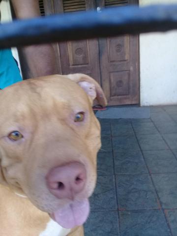 Para cruzamento - Foto 2