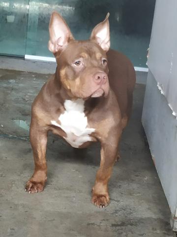 American Bully - Foto 2