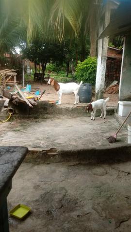 Boer cabra + cabrita - Foto 3