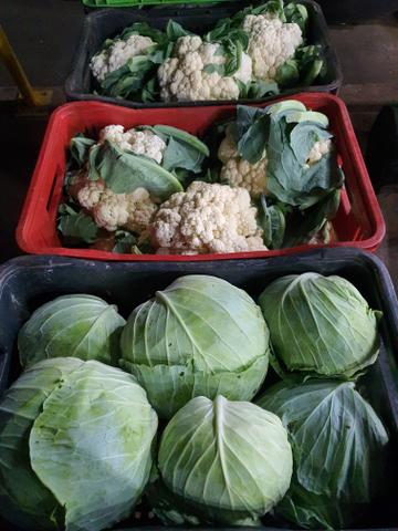 Venda de legumes em geral para Maringá,Paiçandu e Sarandi : tomate,cenoura,beterraba - Foto 5