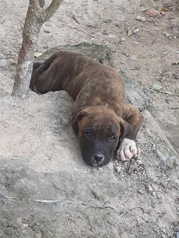 Cachorrinhos - Foto 2
