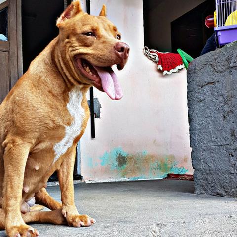 Mix/American Bully/Fêmea Disponível P/Cruza - Foto 2