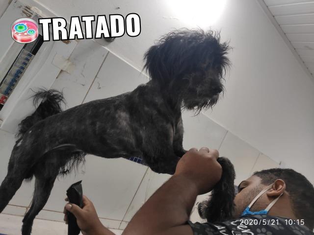 Doação de Poodle preto - Foto 2