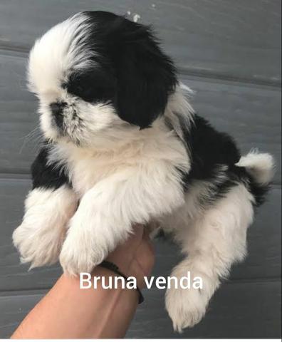 Fofuras para você