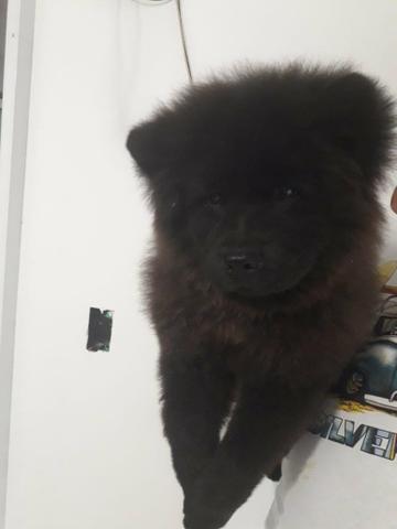 Chow chow - Foto 4