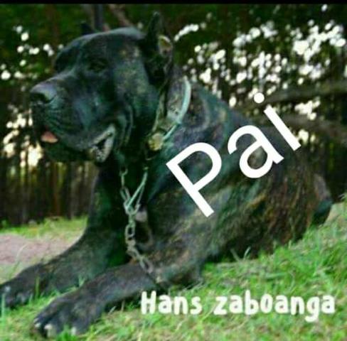 Cane Corso italiano pedigree Cbkc
