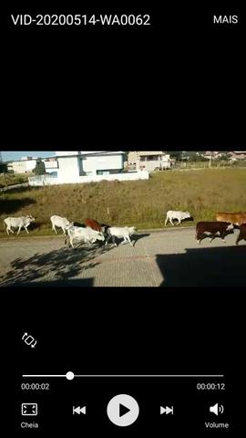 Vacas - Foto 3