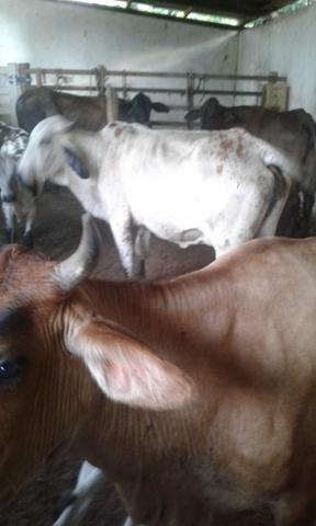 5vacas muito boa de leite - Foto 2