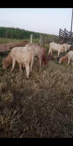 Bezerros canchim a venda - Foto 3