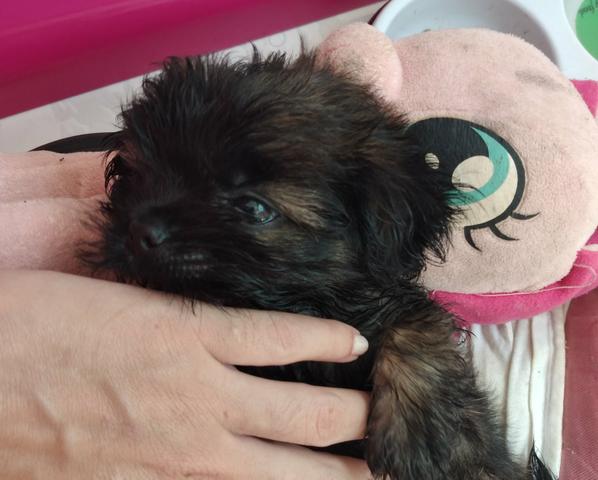 Vendo filhote de shihtzu - Foto 2