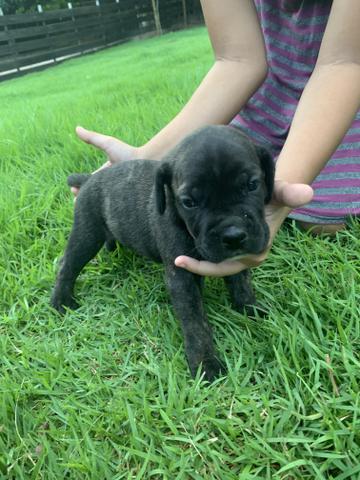 Cane Corso italiano pedigree Cbkc - Foto 6
