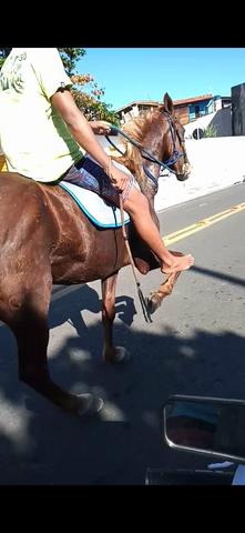 Cavalo esquipador pra vender logo - Foto 2