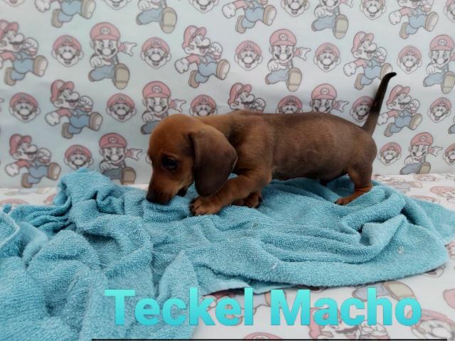 Lindo Basset Cofap