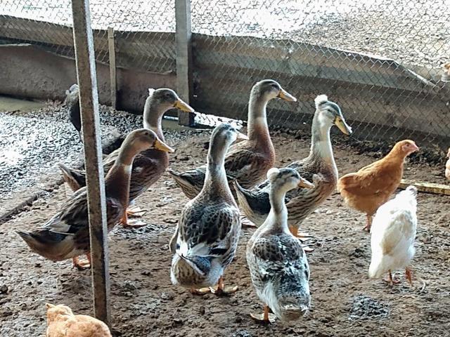 Marreco pompom/pato/frangos - Foto 4