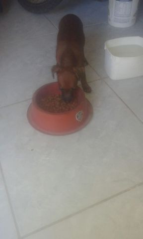 Cães - Foto 3