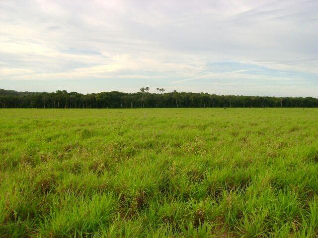 Fazenda em Pedro Afonso - 270 km Distante de Palmas