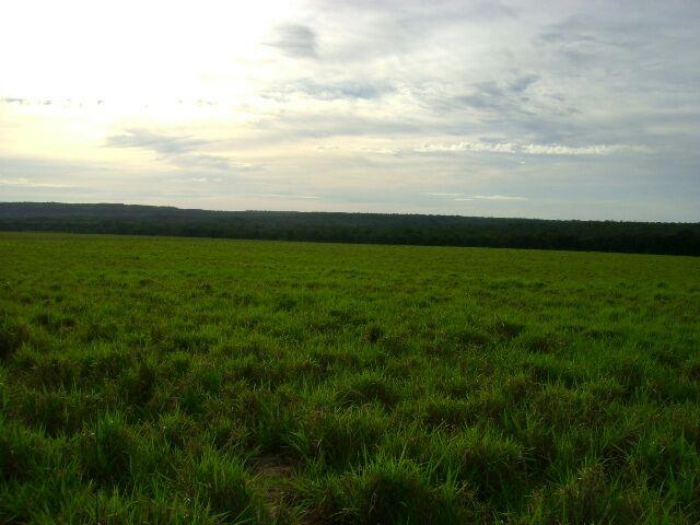 Fazenda em Pedro Afonso - 270 km Distante de Palmas - Foto 2