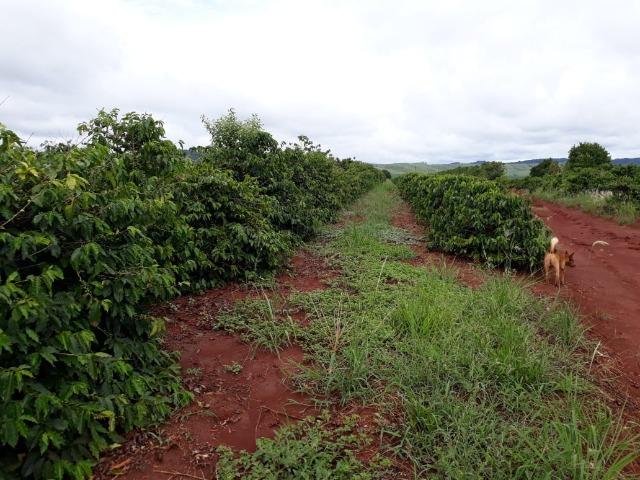 Sitio, 6 alqueires e meio, Siqueira Campos-PR - Foto 4