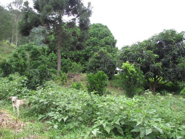 Sítio com 4 alqueires em Sumidouro - Rancho da Alegria - Foto 17