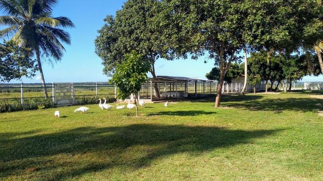 Fazenda 80,52 Ha -Com Açude - ideal Para Pecuária - Foto 17