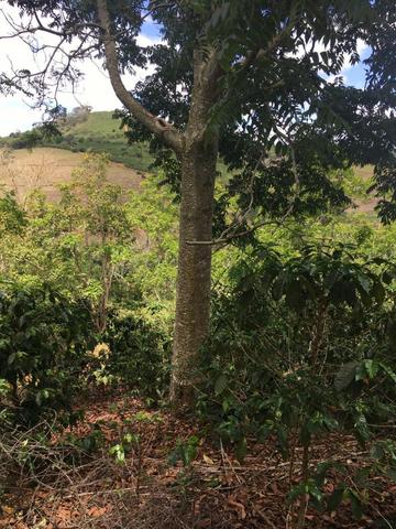 Cedro Australiano de 17 anos Manhuaçu MG - Foto 4