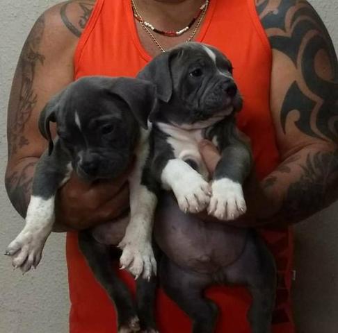 American Bully BLUE