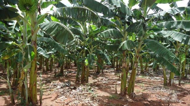 Vendo Fazenda com 250 ha, no Município de Touros - Foto 13