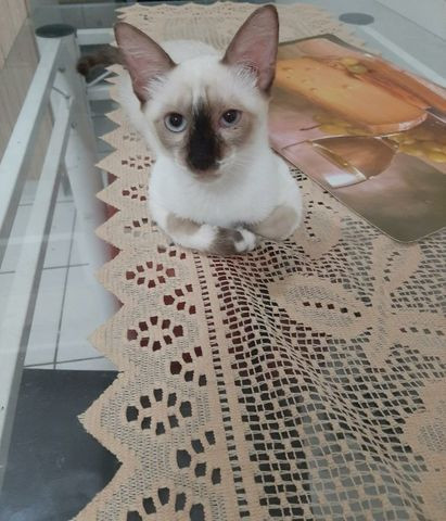 Adoção Responsável de Gato Macho - Foto 2