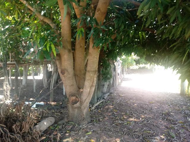 Chacara - Foto 6
