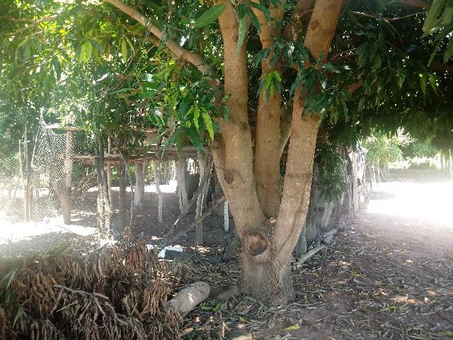 Chacara - Foto 9