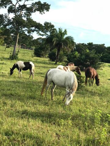 VENDO SÍTIO 22,6 Alq. próximo de Itapirapuã e Águas de São João- Goiás R$2Milhões - Foto 2