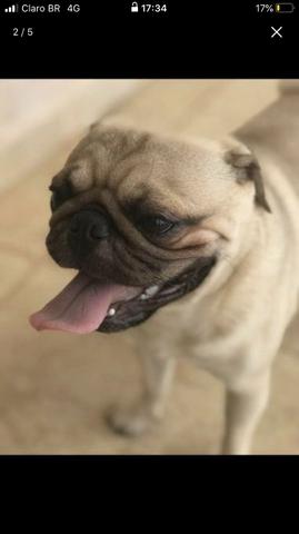 Filhotes de pug - Foto 3