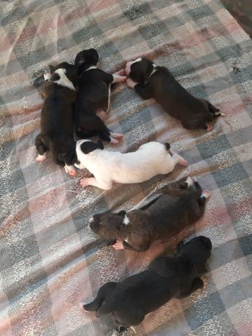 Vendo filhotes de PitBull - Foto 2