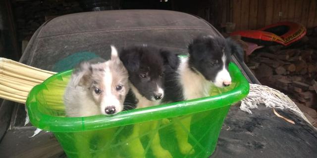 Filhotes de border collie
