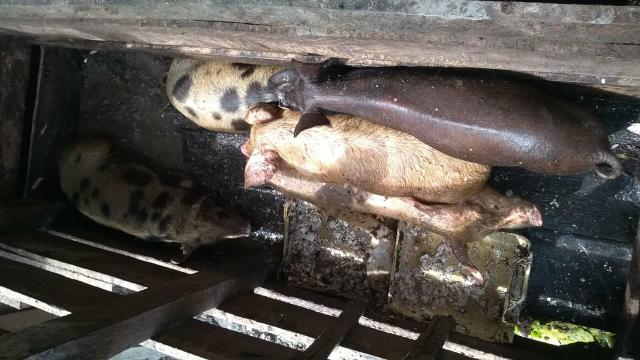 Leitões a venda - Foto 5