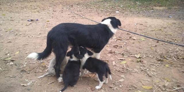 Filhotes de border collie - Foto 4