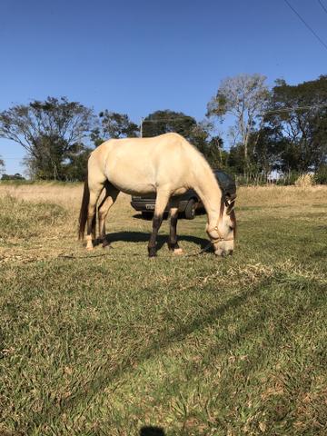 Cavalo Manga Larga - Foto 2