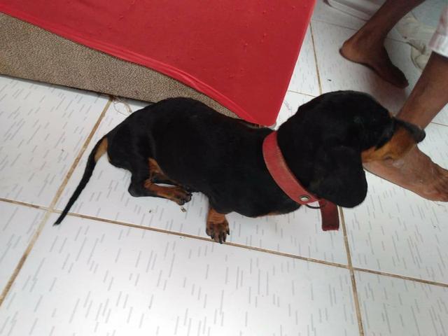 Doação responsável, cadelinha precisando de cuidados - Foto 4
