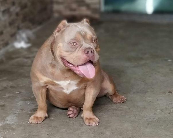 American Bully - Foto 5