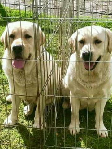 Labrador retriever retroceder a melhor companhia dessa quarentena venha - Foto 4