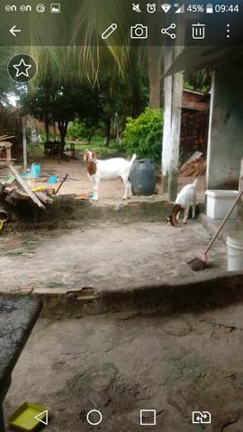 Boer cabra + cabrita - Foto 4