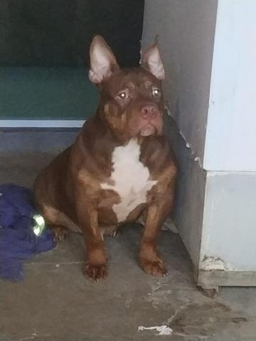 American Bully