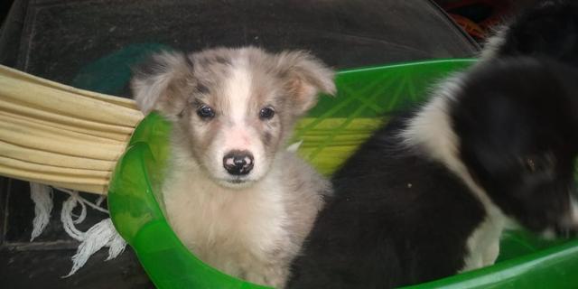 Filhotes de border collie - Foto 2
